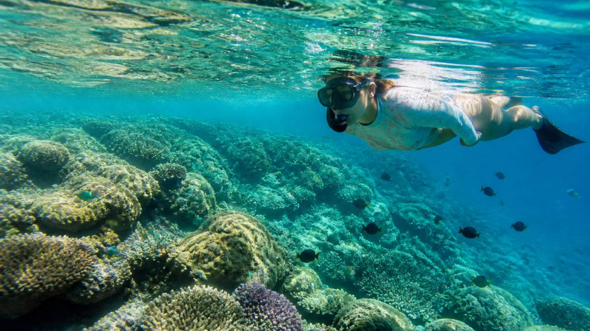 Snorkeller in clear turquoise water at Ningaloo Reef with vibrant coral formations and tropical fish visible below, sunlight filtering through the water surface
